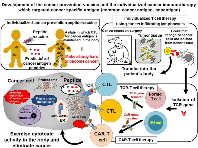 Division_of_CancerImmunotherapy1.png