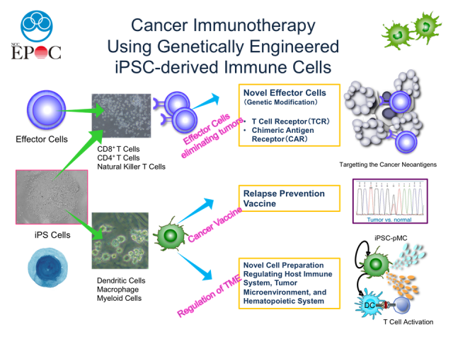 Division_of_CancerImmunotherapy2.png