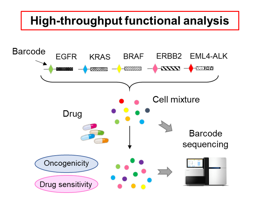 Functional assay to evaluate gene alterations