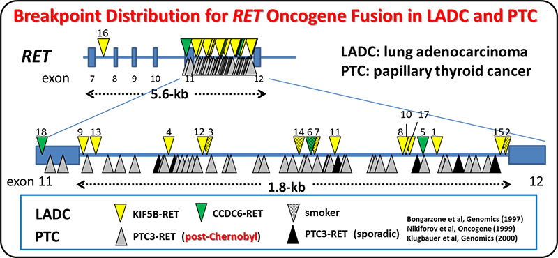 Breakpoint Distribution for RET Oncogene Fusion in LADC and PTC