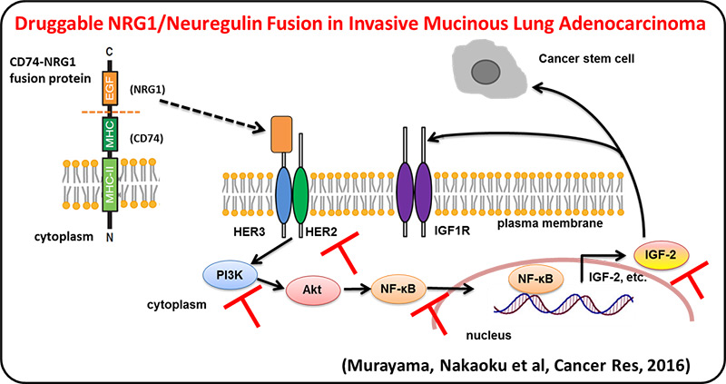 Druggable NRG1/Neuregulin Fusion in Invasive Mucinous Lung Adenocarcinoma