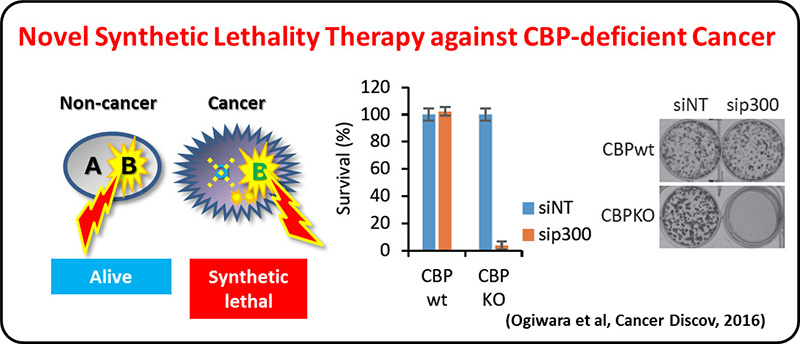 Novel Synthetic Lethality Therapy against CBP-deficient Cancer