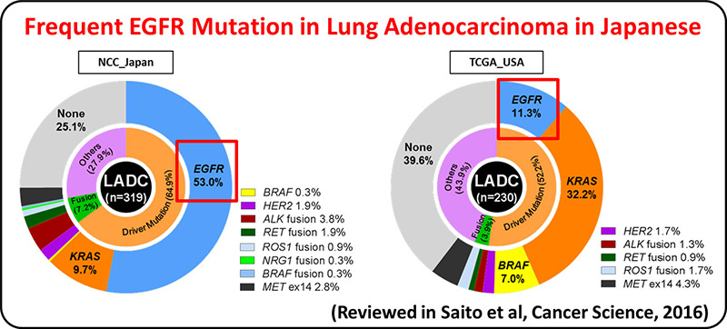 Frequent EGFR Mutation in Lung Adenocarcinoma in Japanese