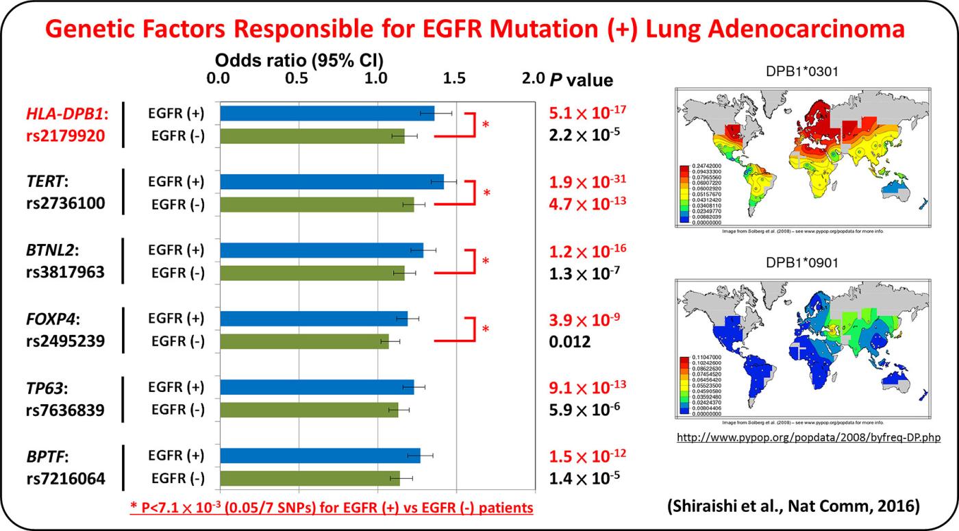 Genetic Factors Responsible for EGFR Mutation (+) Lung Adenocarcinoma