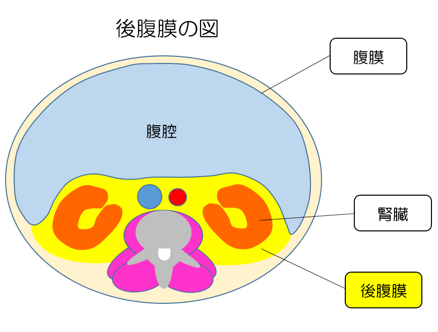 後腹膜の図