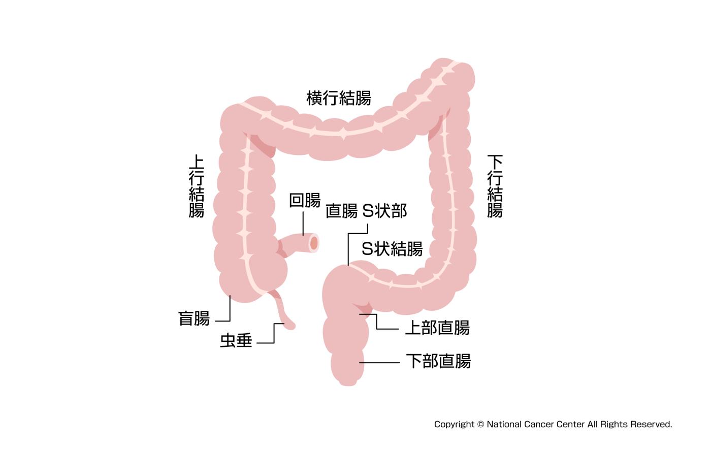 大腸の模式図