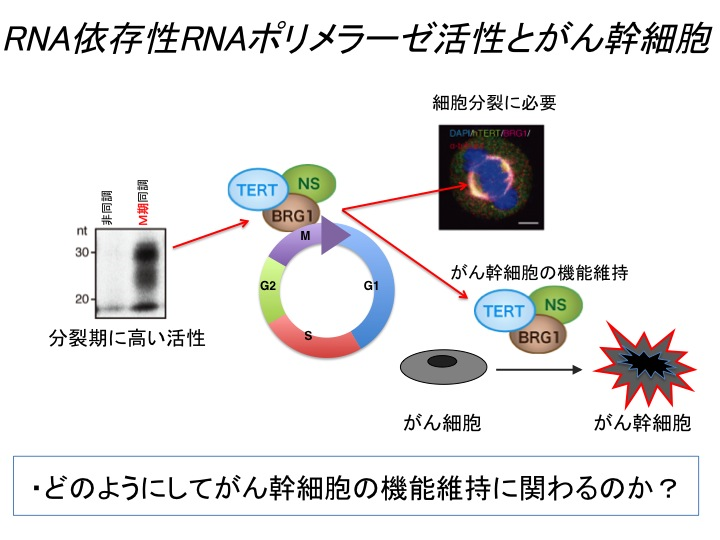 RNA依存性RNAポリメラーゼ活性とがん幹細胞の関連