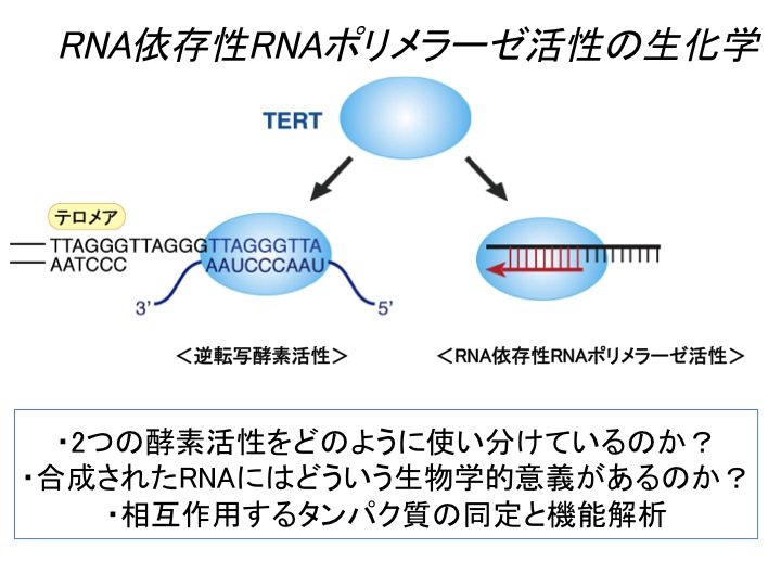 RNA依存性RNAポリメラーゼ活性の生化学
