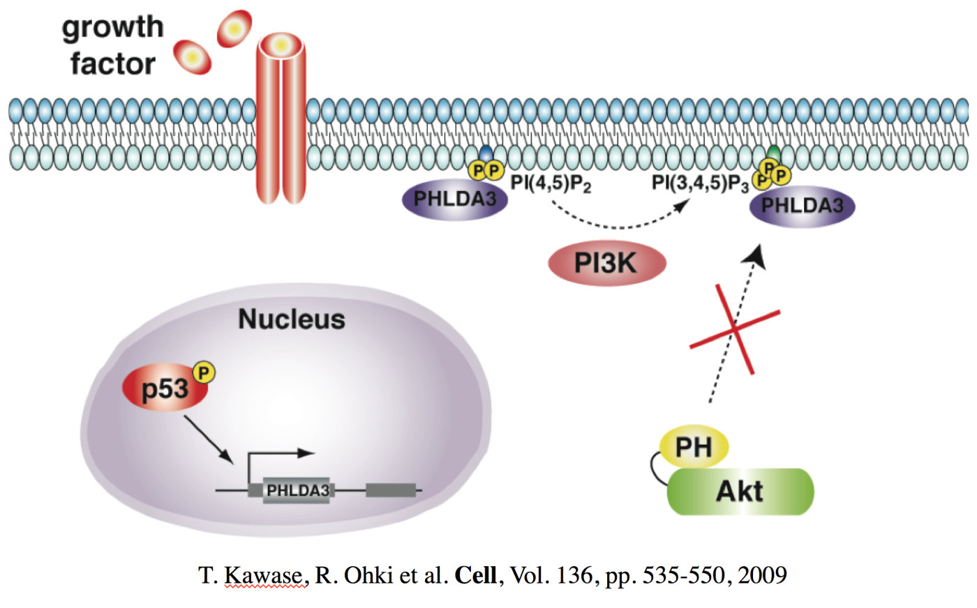 図3：B.p53標的遺伝子であり、がん抑制遺伝子であるPHLDA3の機能解析