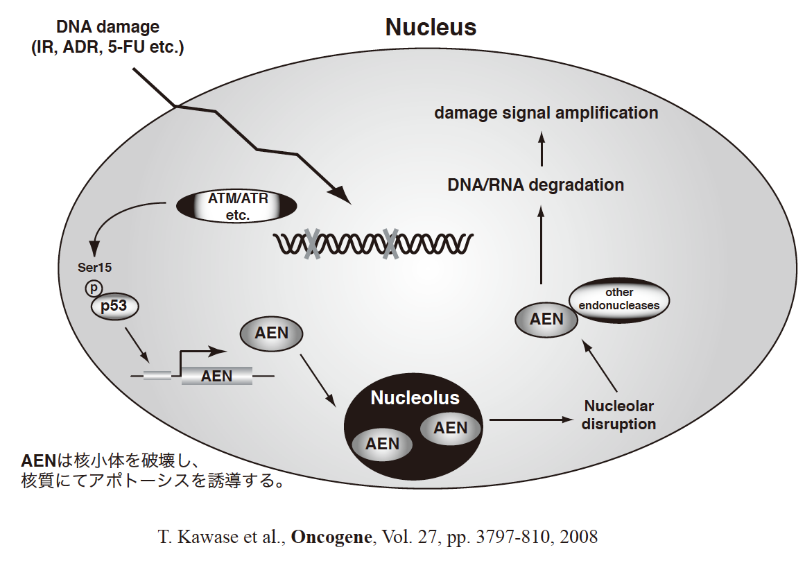 図6：D.p53標的遺伝子でありアポトーシス誘導時に機能するAENの機能解析