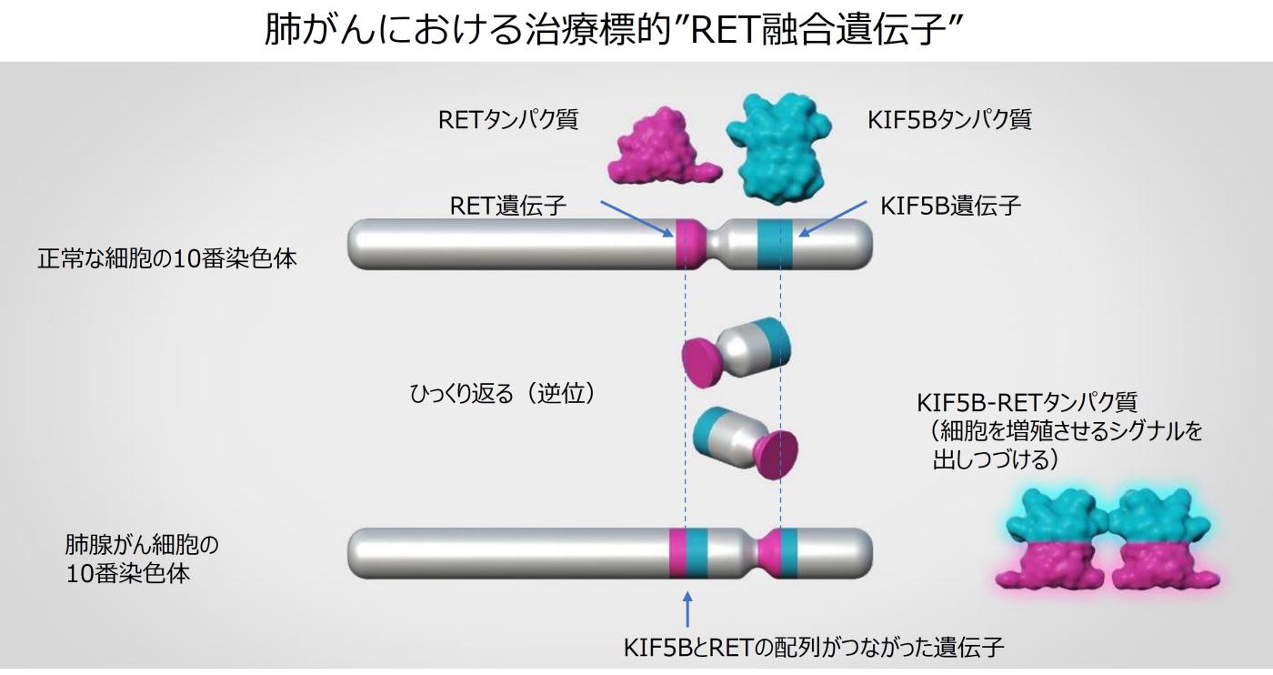 RETfusionDiscovery