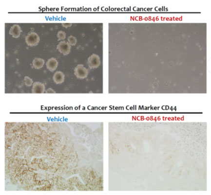 Figure 2. NCB-0846 abrogates cancer stemness