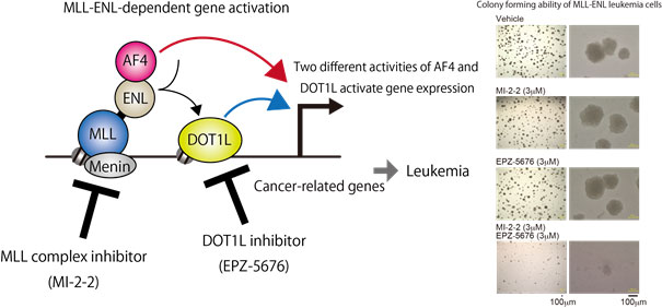 Figure 1　Mechanism of MLL-rearranged leukemia