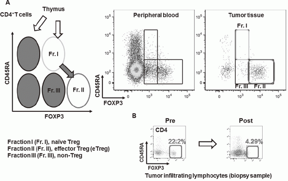 Figure 2. Treg analysis assay