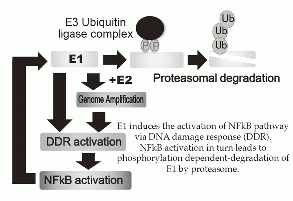 Figure 1. E1-NFkB negative feedback loop