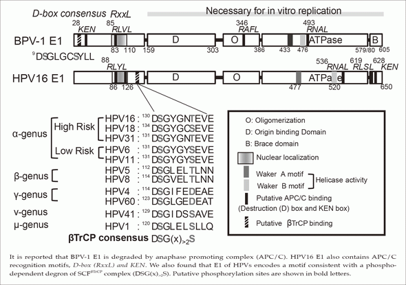 Figure 2. Putative degrons in papillomavirus E1s