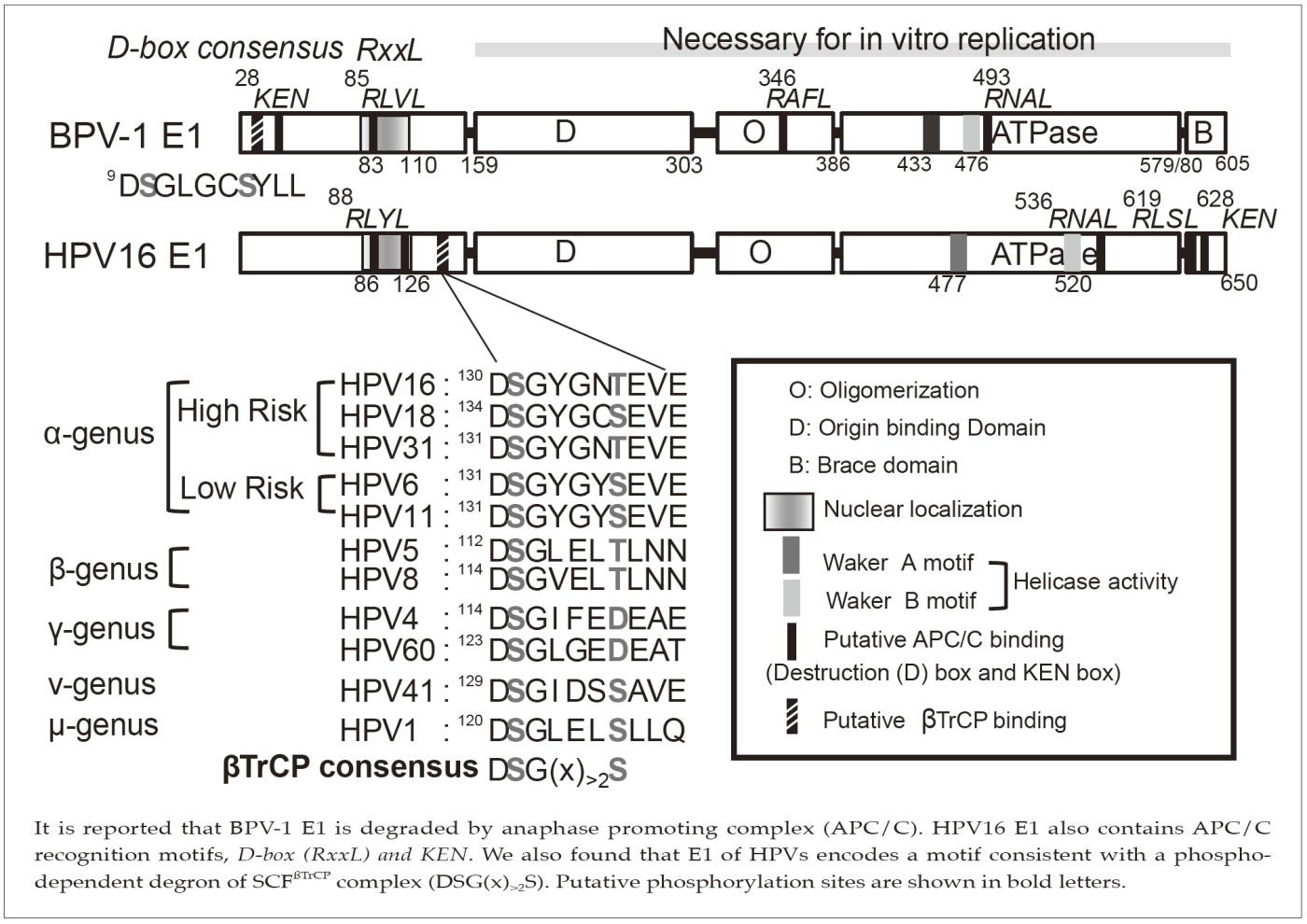 Figure 2. Putative degrons in papillomavirus E1s(Full Size)
