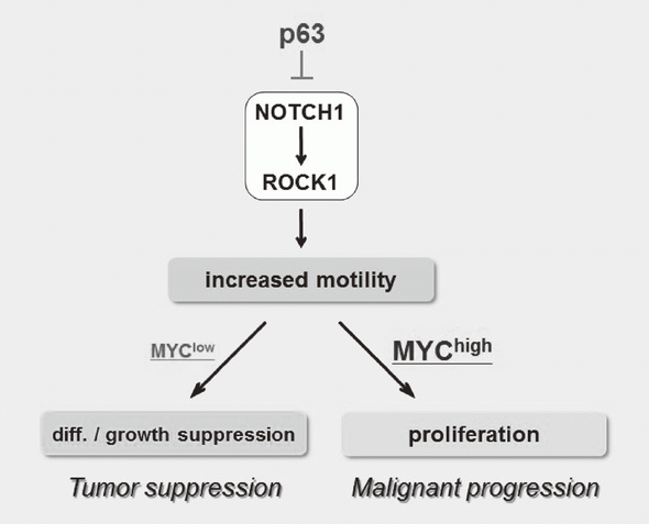 Figure 3. Proposed model for the NOTCH-ROCK pathway and its biological significance in squamous cell carcinomas