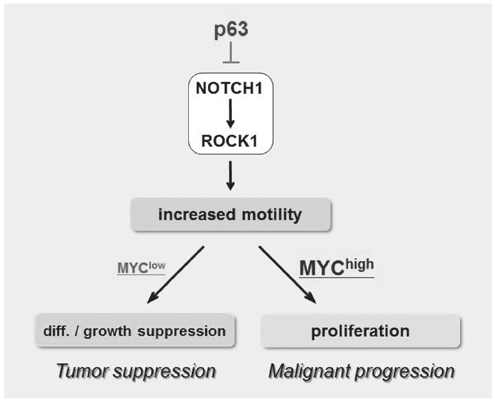 Figure 3. Proposed model for the NOTCH-ROCK pathway and its biological significance in squamous cell carcinomas(Full Size)