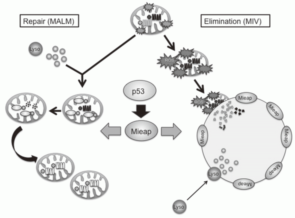 Figure 1. Mieap-regulated mitochondrial quality control