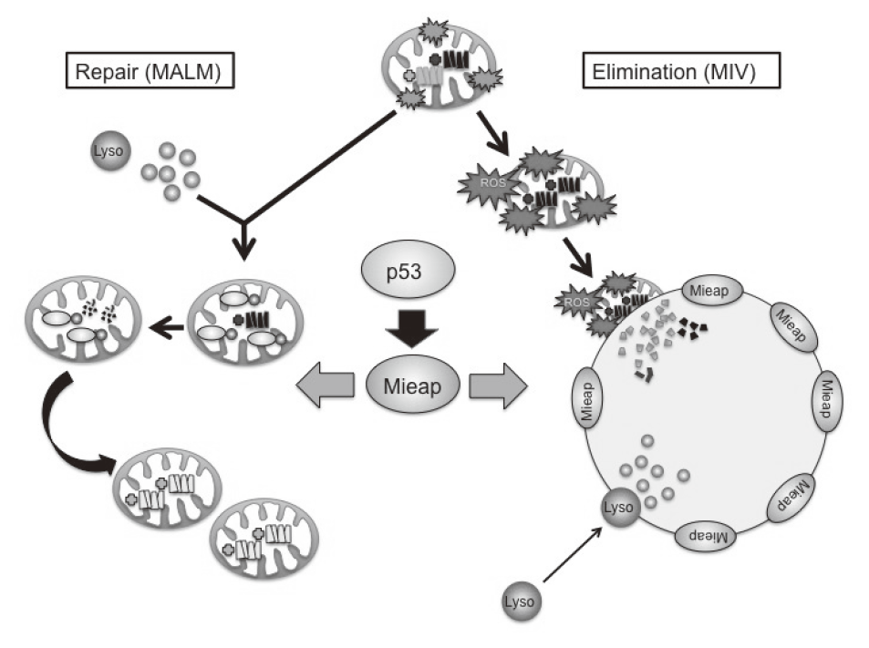 Figure 1. Mieap-regulated mitochondrial quality control(Full Size)