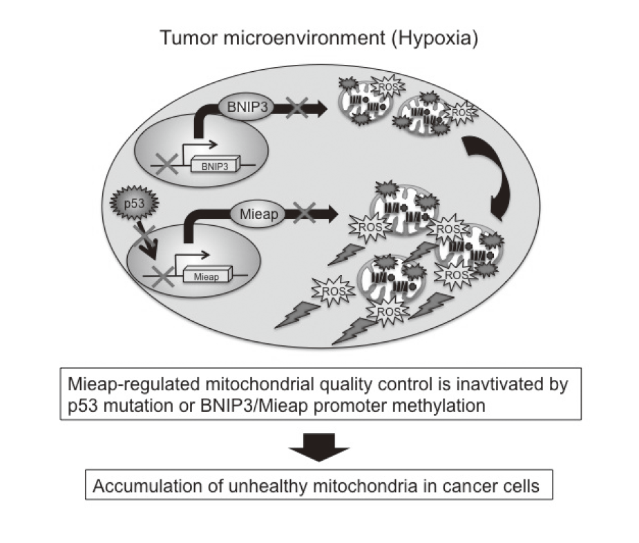 Figure 2. Alteration of Mieap-regulated mitochondrial quality control in cancer(Full Size)