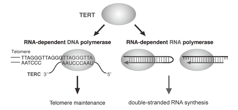 Figure 1. TERT exerts RdRP activity(Full Size)