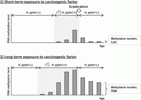 Figure 1. Exposure period to a carcinogenic factor and methylation burden