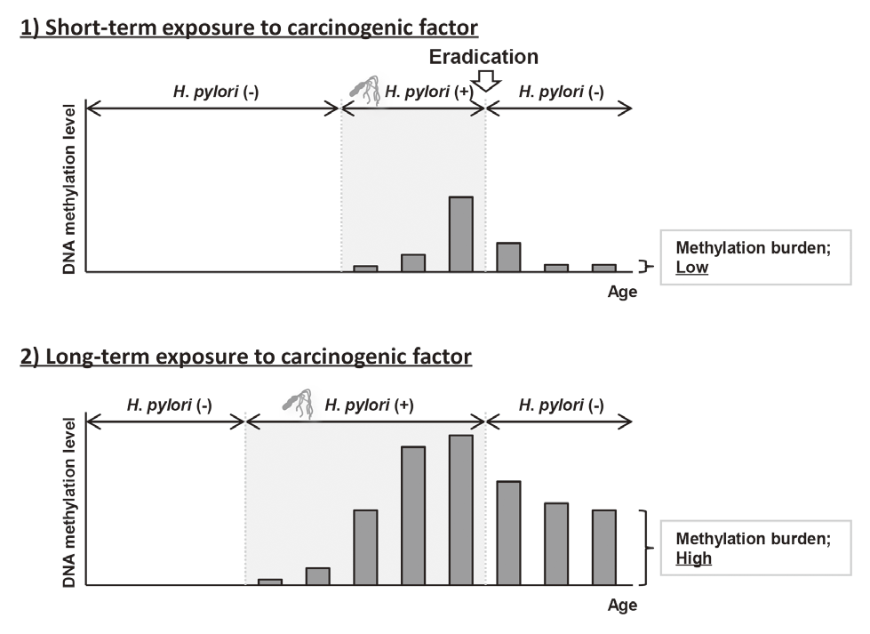 Figure 1. Exposure period to a carcinogenic factor and methylation burden(Full Size)