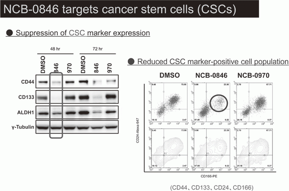 Figure 1. NCB-0846 targets cancer stem cells (CSCs)