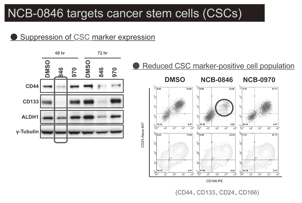 Figure 1. NCB-0846 targets cancer stem cells (CSCs)(Full Size)