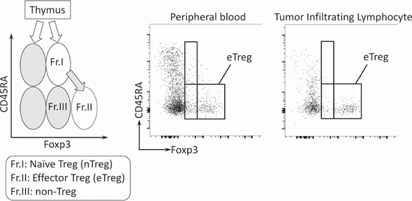 Figure 2. Classification of regulatory T cells