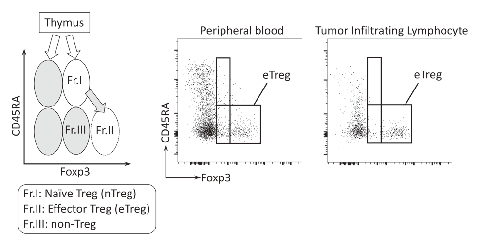 Figure 2. Classification of regulatory T cells(Full Size)