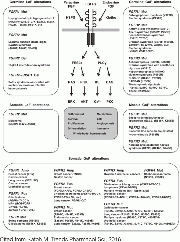 Figure 1. FGFR alterations in human diseases