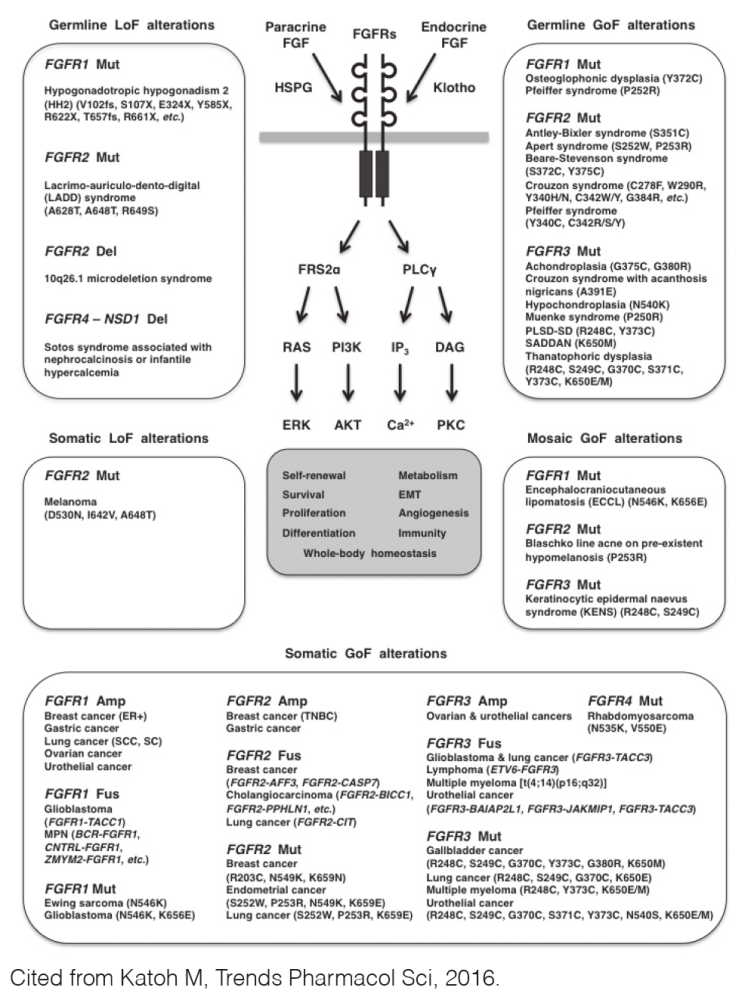 Figure 1. FGFR alterations in human diseases(Full Size)