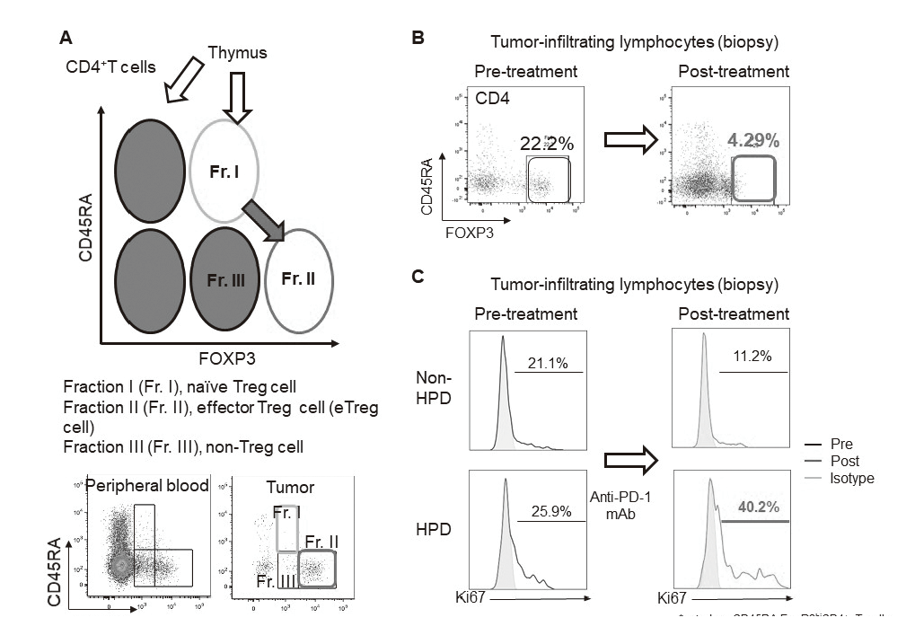 Figure 2. Treg analysis(Full Size)