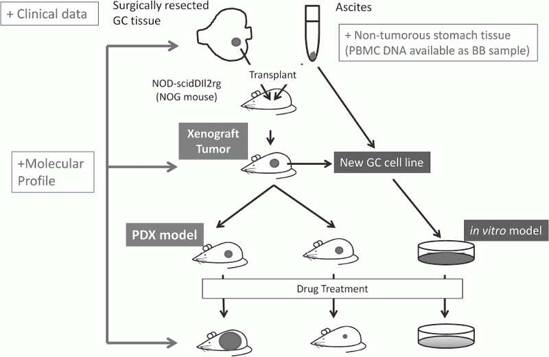 Figure 1. Schema of DEF study