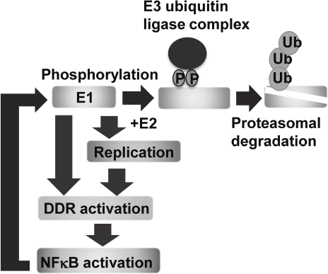 Figure 1. E1-NFkB negative feedback loop(Full Size)