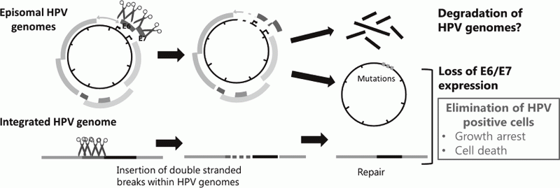 Figure 2. Strategies for eradication of HPV genomes and/or HPV positive cells with CRISPR/Cas9 