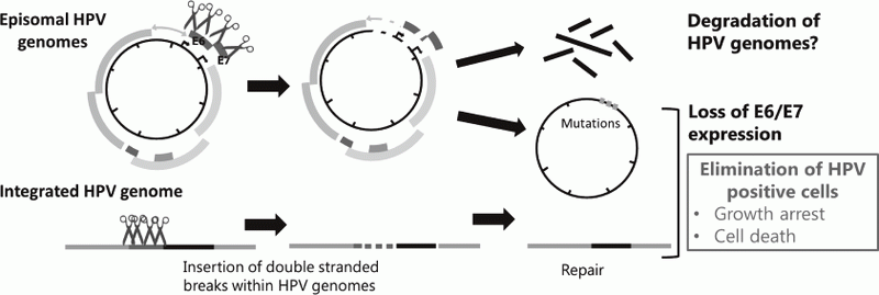 Figure 2. Strategies for eradication of HPV genomes and/or HPV positive cells with CRISPR/Cas9