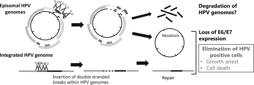 Figure 2. Strategies for eradication of HPV genomes and/or HPV positive cells with CRISPR/Cas9 (Full Size)