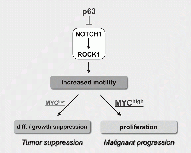 Figure 3. Proposed model for the NOTCH-ROCK pathway and  its biological significance in squamous cell carcinomas