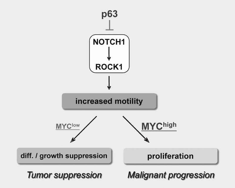 Figure 3. Proposed model for the NOTCH-ROCK pathway and its biological significance in squamous cell carcinomas