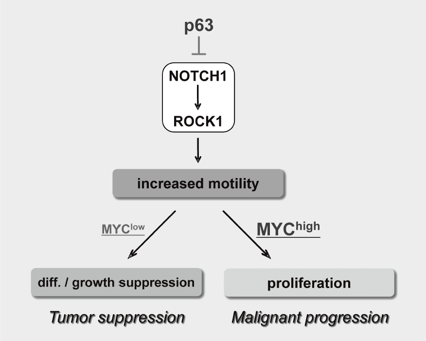 Figure 3. Proposed model for the NOTCH-ROCK pathway and  its biological significance in squamous cell carcinomas(Full Size)