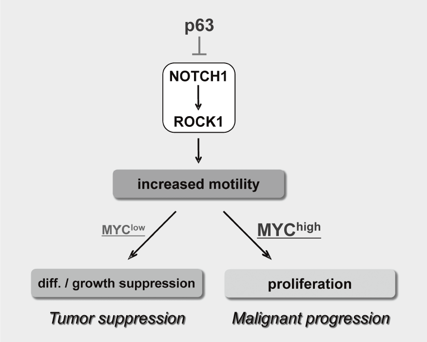 Figure 3. Proposed model for the NOTCH-ROCK pathway and its biological significance in squamous cell carcinomas(Full Size)