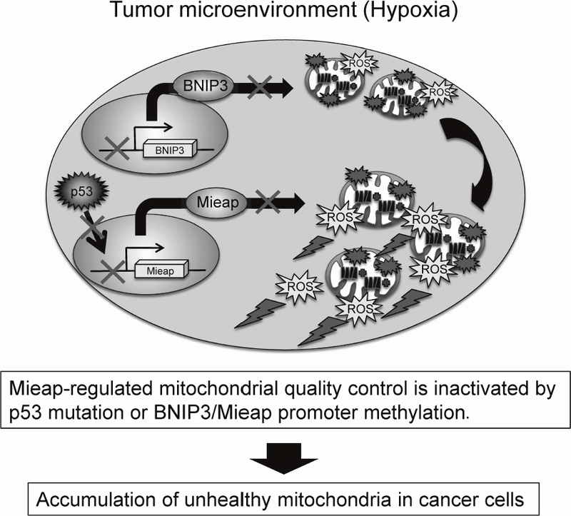 Figure 2. Alteration of Mieap-regulated mitochondrial quality control in cancer