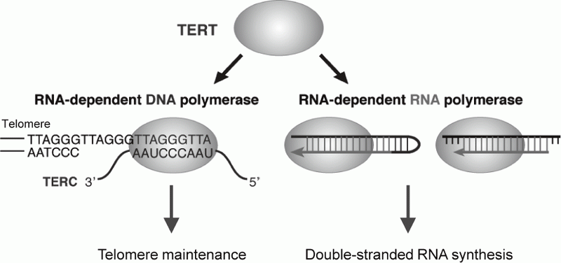 Figure 1. TERT exerts RdRP activity