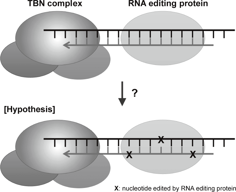 Figure 2. TERT interacts with RNA editing proteins through dsRNAs