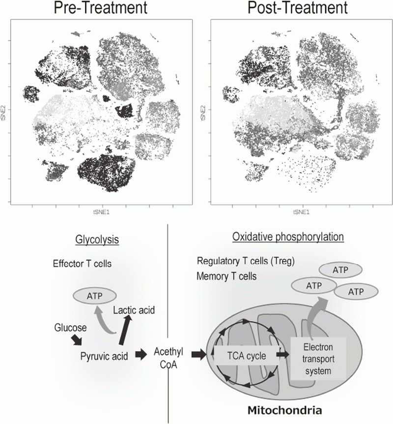Figure 2. Representative image of analysis of clinical-samples (pre- and post treatment), and metabolic pathway map in lymphocytes