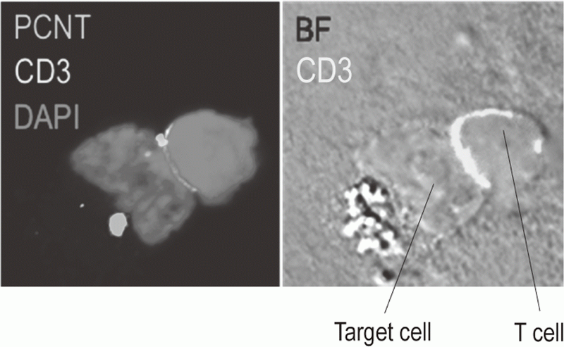 Figure 3. Confocal microscopical image of molecular dynamics in lymphocytes